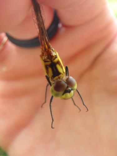 Sympetrum parvulum